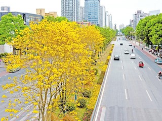 黃花風鈴木迎來盛開期